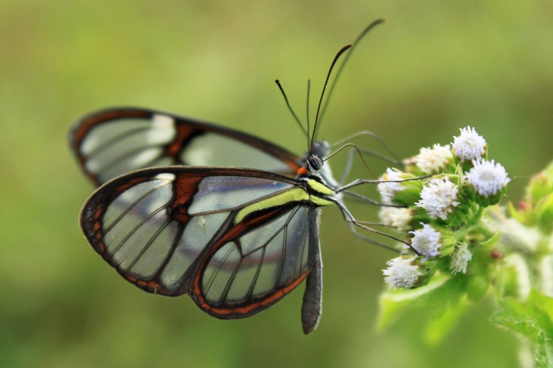 Brazil-Tailormade-Tours-Atlantic-Rainforest_Butterfly