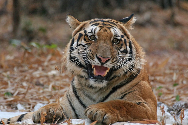 India Wildlife Tours Highlight - Bengal tiger