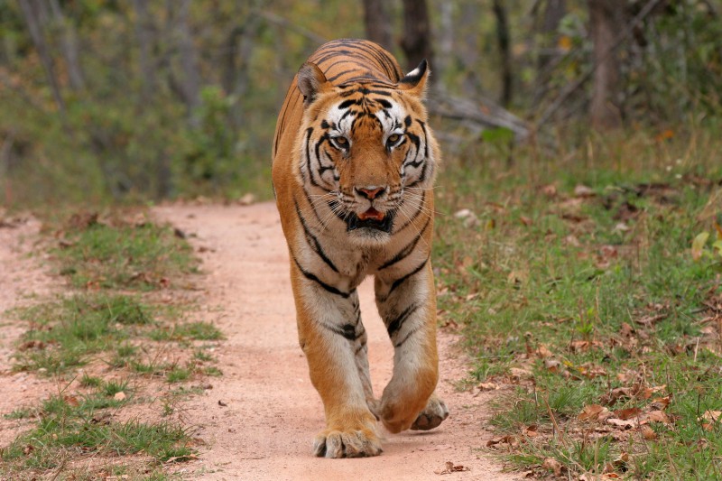 India-Tailormade-Tours-Bandhavgarh-National-Park_Tiger-Approaching