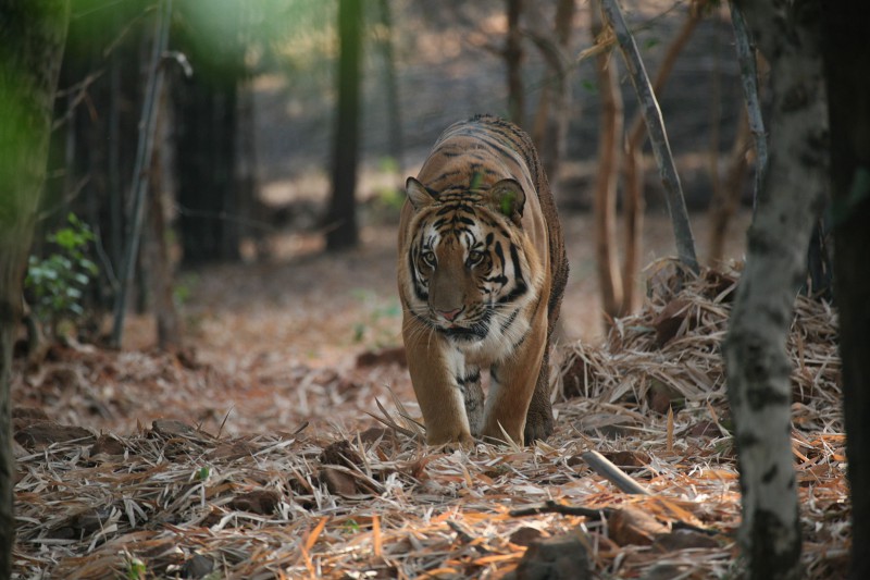 India-Tailormade-Tours-Tadoba-National-Park_Tiger