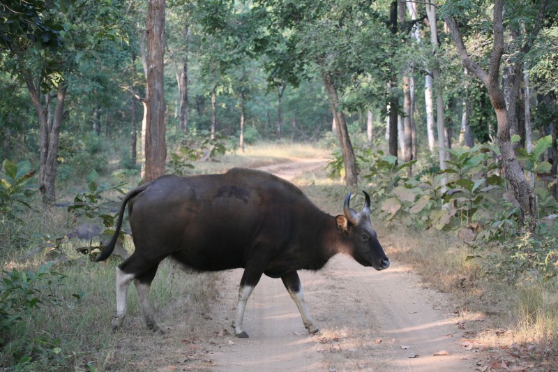 India-Wildlife-Tours-Itinerary-3_Bufalo