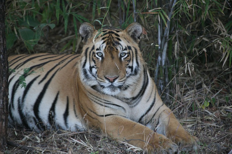 India-Wildlife-Tours-Itinerary-3_Tiger-2