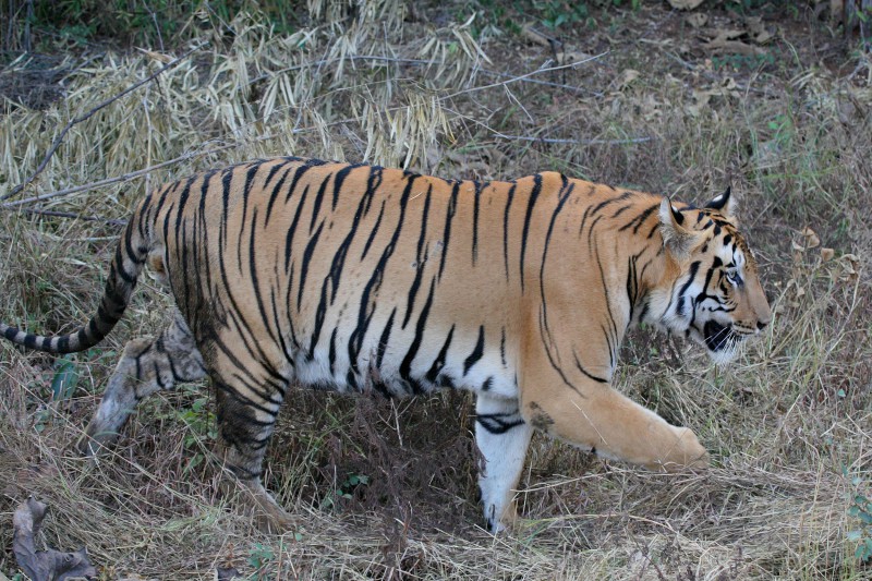 India-Wildlife-Tours-Itinerary-3_Tiger