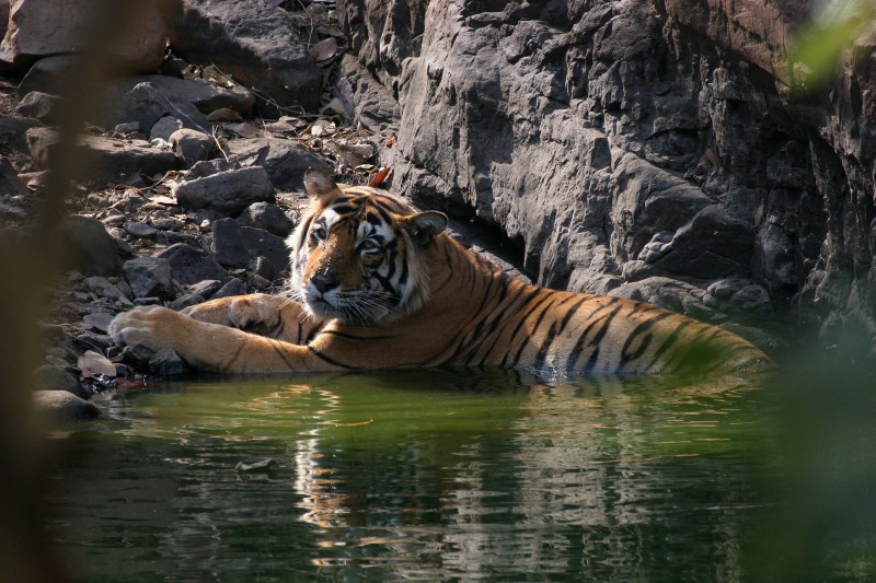 India-Wildlife-Tours-Itinerary-4_Tiger