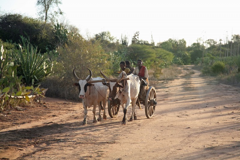 Madagascar-Wildlife-Tours-Ifotaka-Mandrare_Zebu cart 2