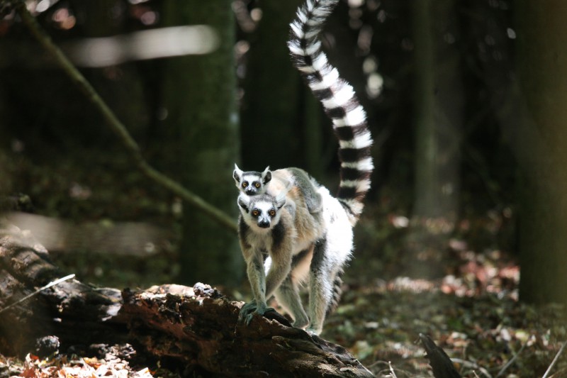 Madagascar-Wildlife-Tours-Itinerary-4_Ring-tail-mother-and-baby