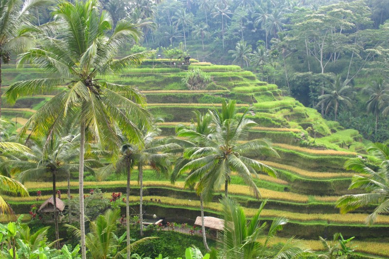 Indonesia-Tailor-made-holidays-Bali_Padi-FIelds