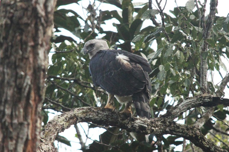 Guyana-Wildlife-Tours-Itinerary-2_Harpy-Eagle