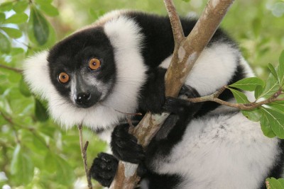 Madagascar-Tours-Magnificent-Wildlife-and-Landscapes_Black-and-white-ruffed-lemur