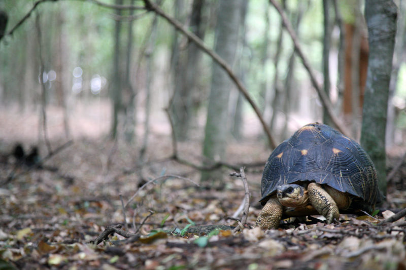 Radiated tortoise 1