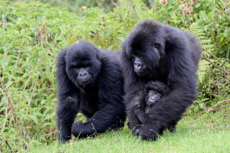 Rwanda-Wildlife-Tours_News_Mountain-Gorilla-3