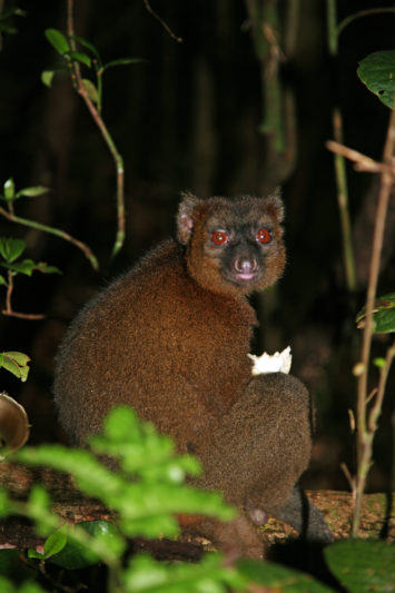 greater bamboo lemur 1
